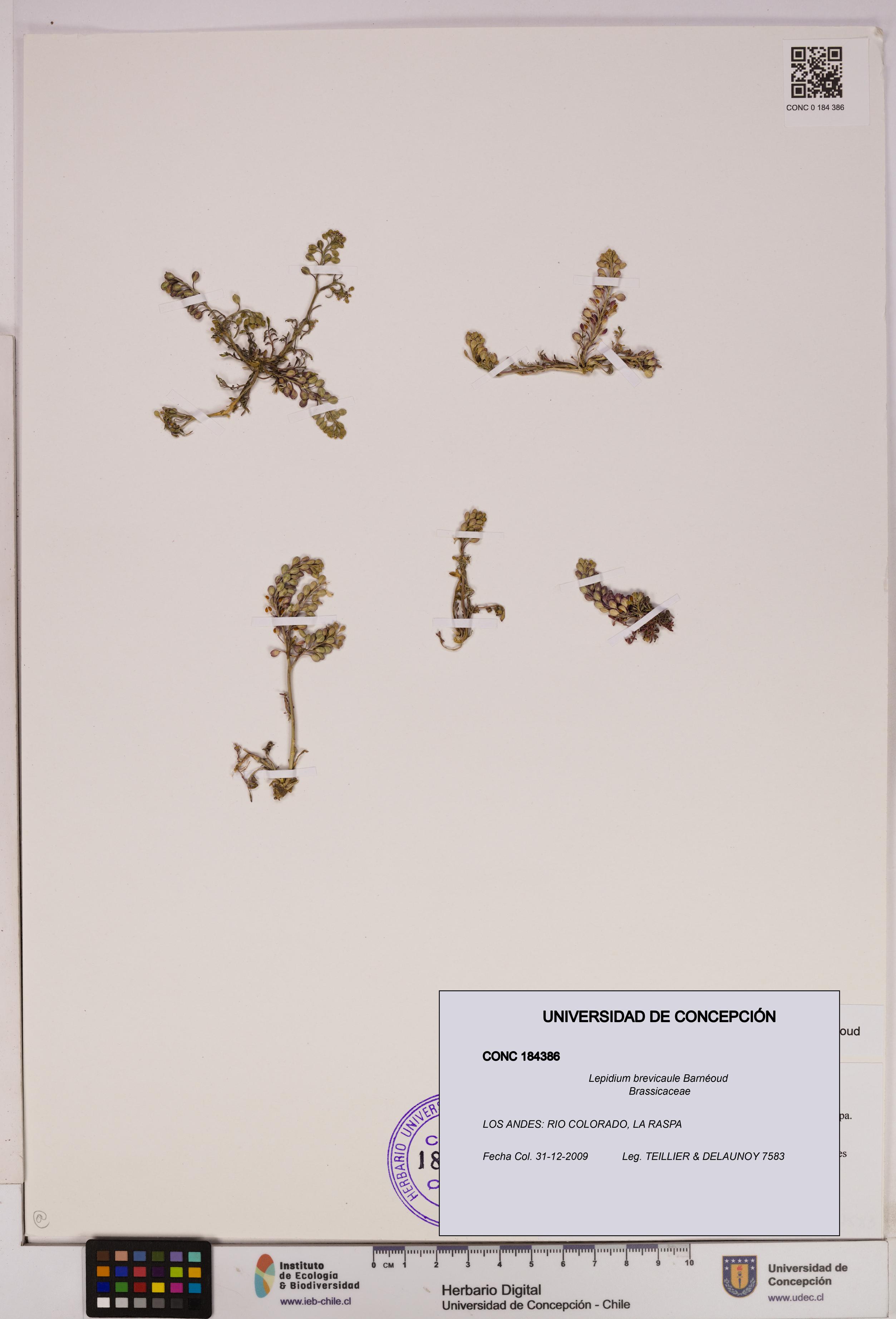 Lepidium brevicaule [Espécimen: UDEC:CONC:0184386]