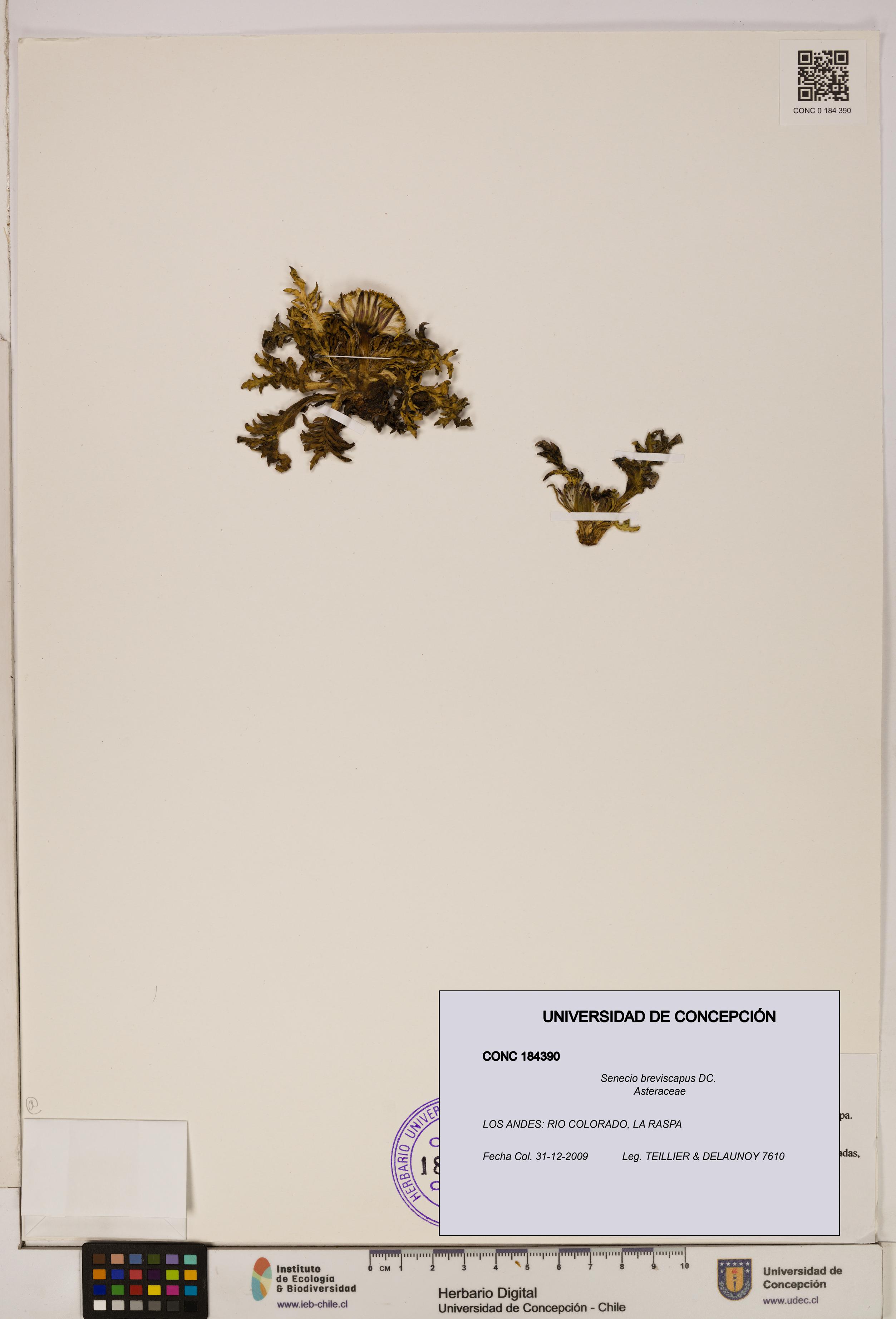 Senecio breviscapus [Espécimen: UDEC:CONC:0184390]
