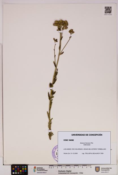 Senecio francisci [Espécimen: UDEC:CONC:0184392]