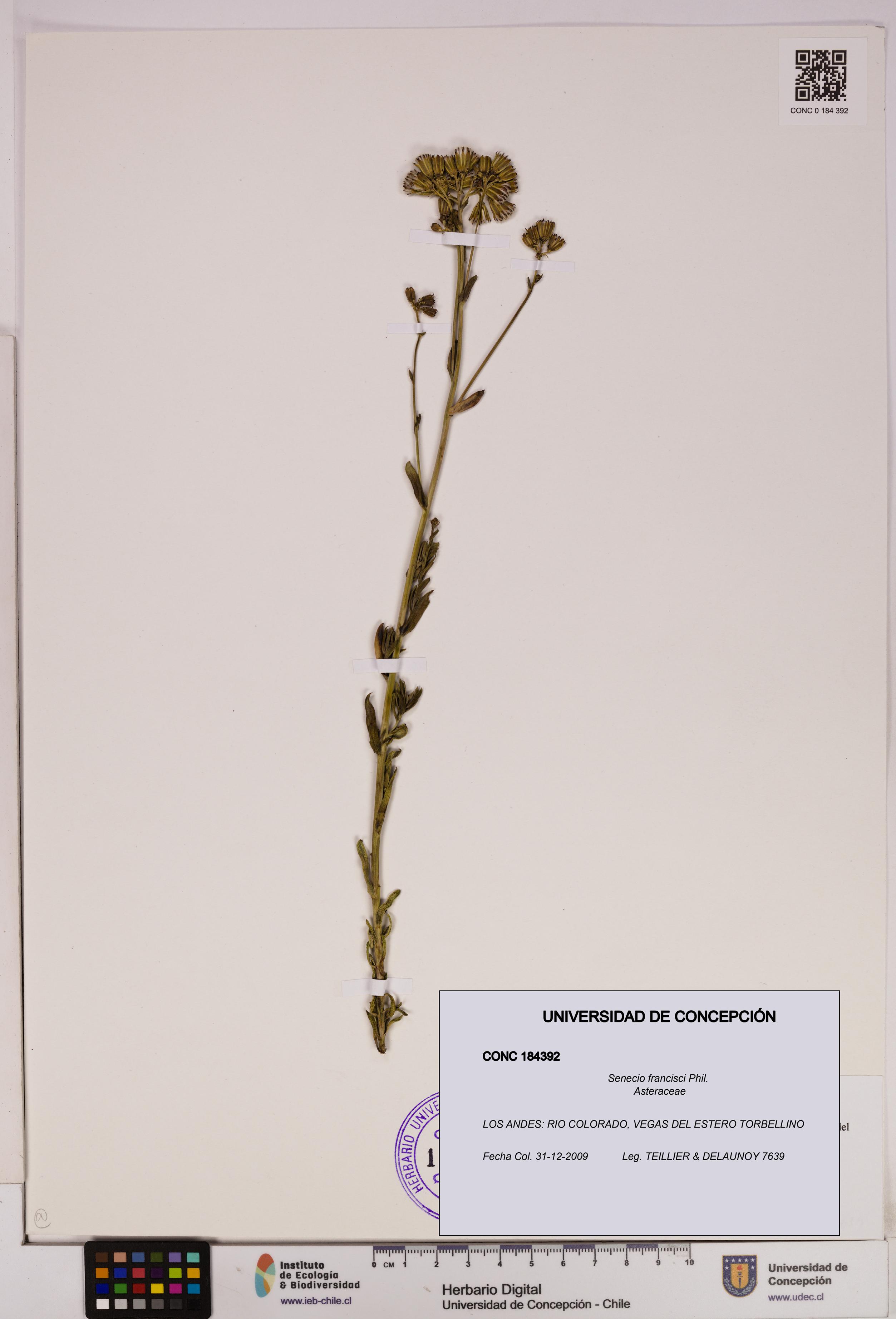 Senecio francisci [Espécimen: UDEC:CONC:0184392]