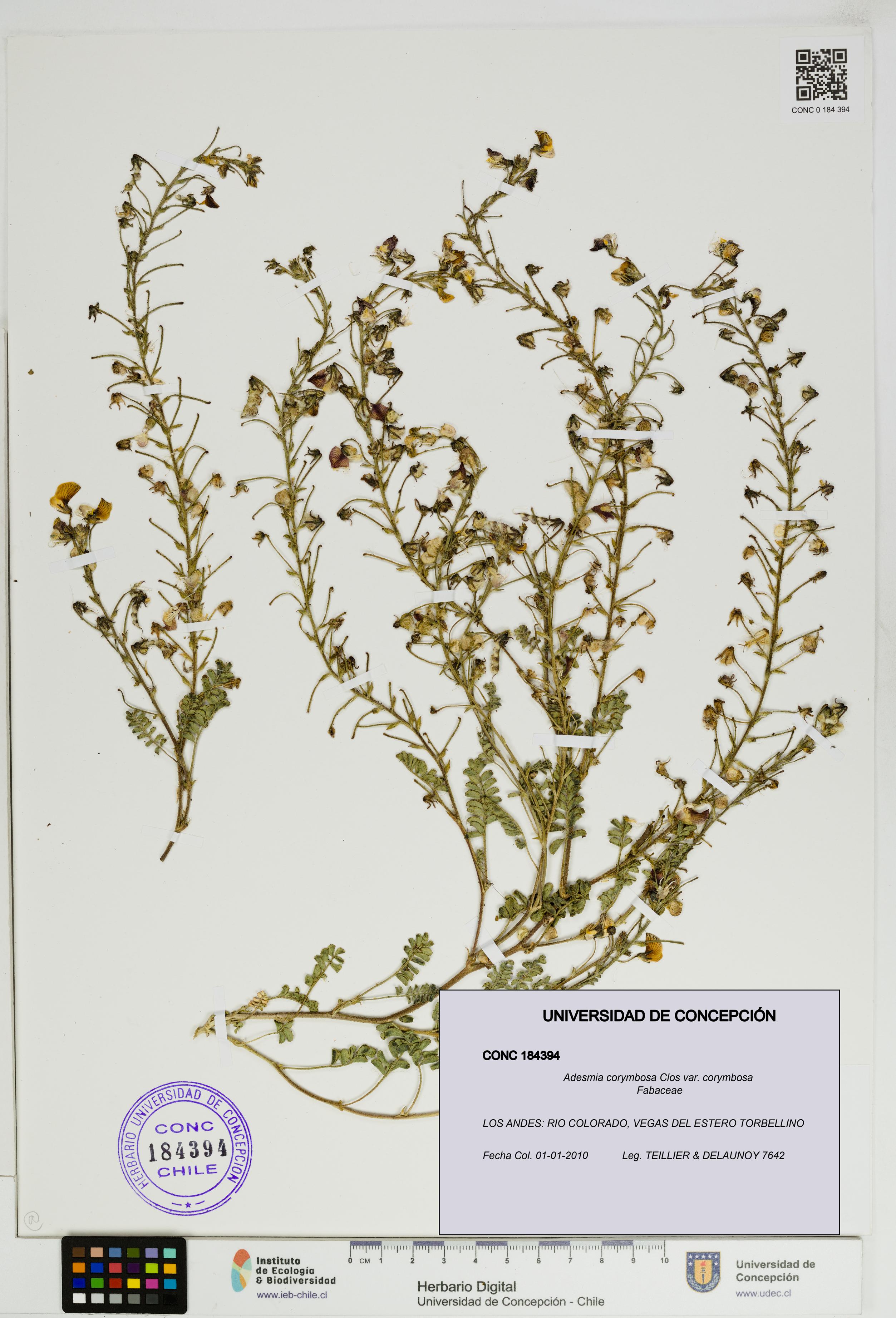 Adesmia corymbosa var. corymbosa [Espécimen: UDEC:CONC:0184394]