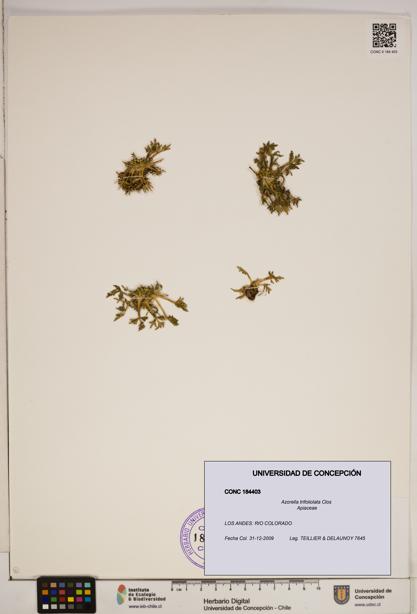 Azorella trifoliolata [Espécimen: ]
