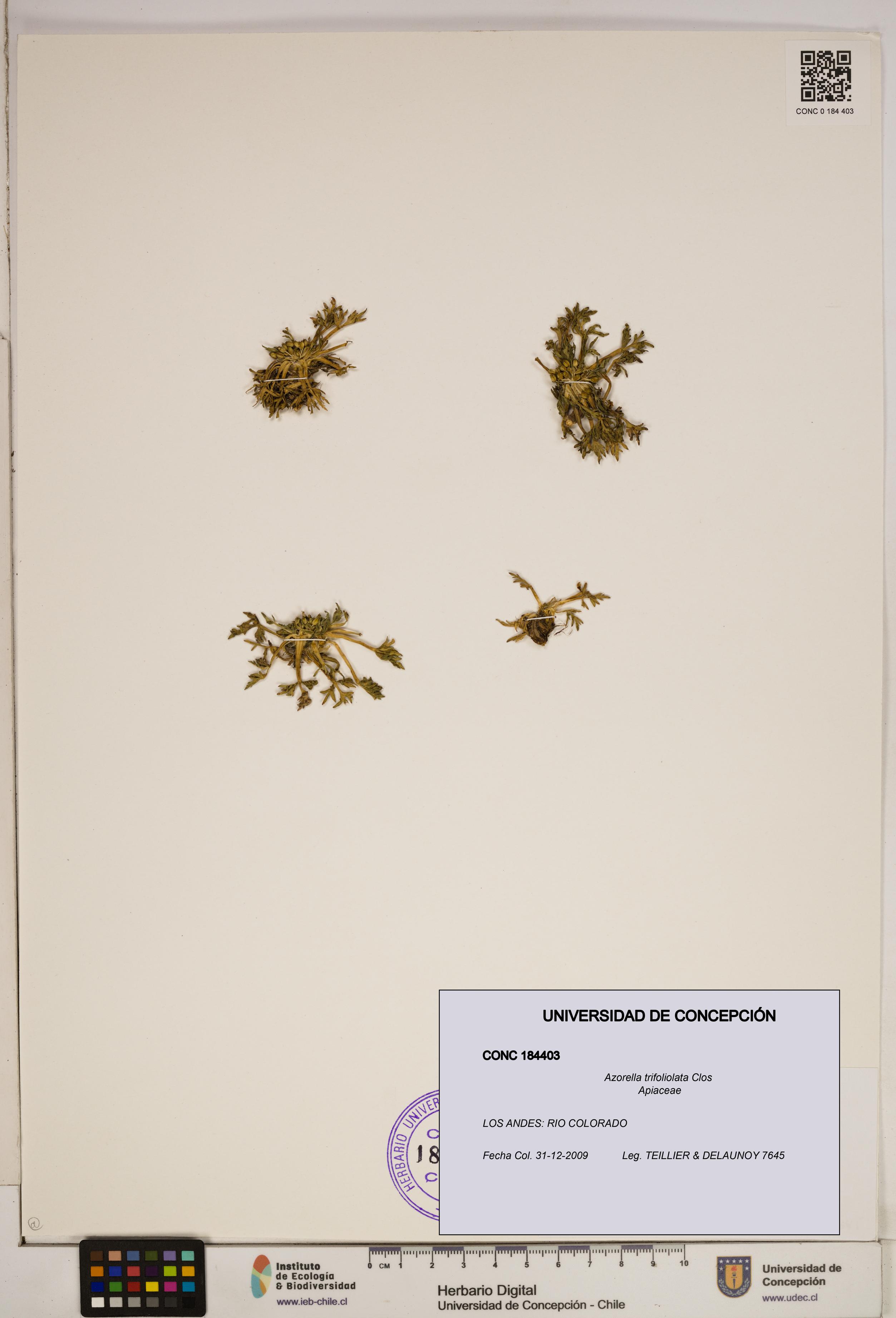Azorella trifoliolata [Espécimen: ]