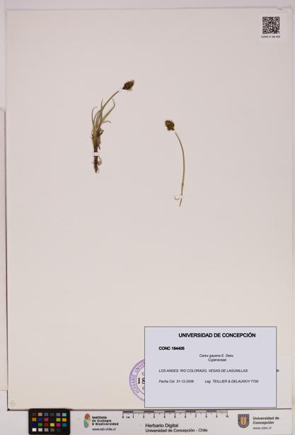 Carex gayana [Espécimen: UDEC:CONC:0184405]