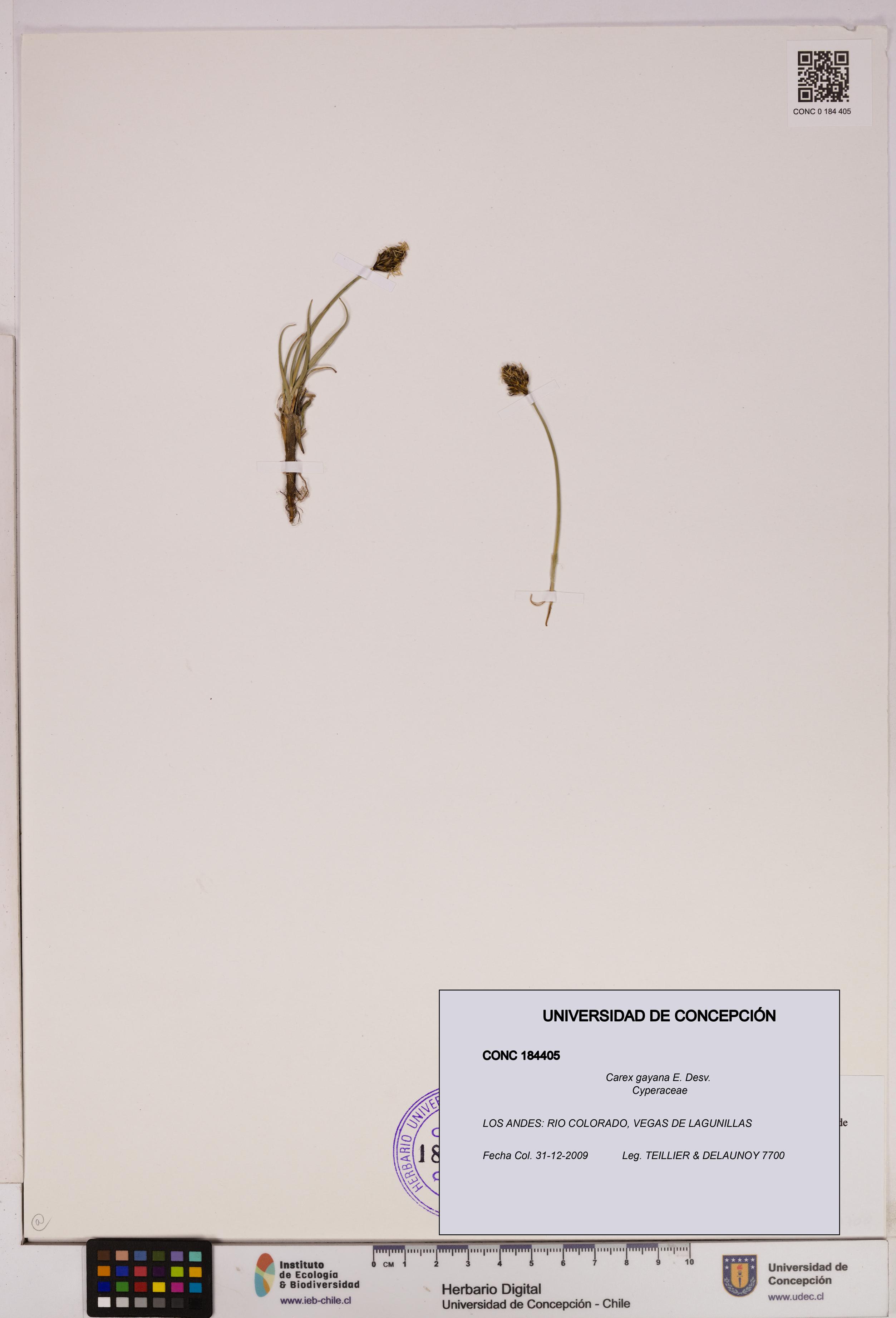 Carex gayana [Espécimen: UDEC:CONC:0184405]
