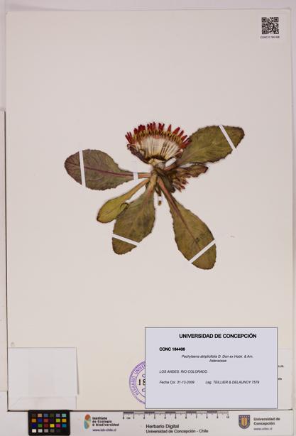 Pachylaena atriplicifolia [Espécimen: ]
