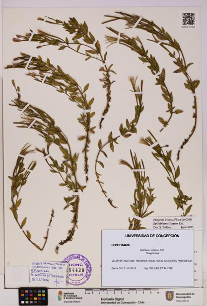 Epilobium ciliatum [Espécimen: UDEC:CONC:0184420]