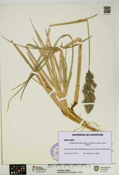 Cortaderia egmontiana [Espécimen: UDEC:CONC:0184431]