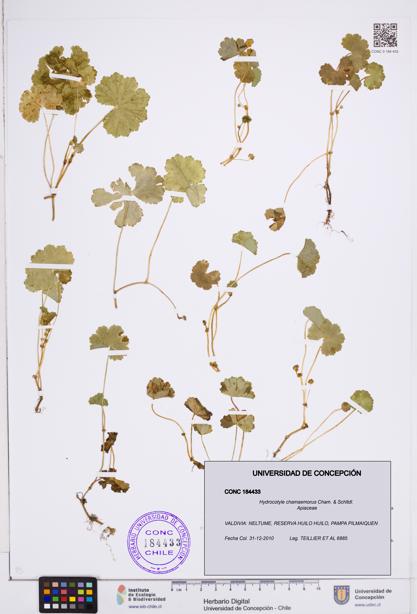 Hydrocotyle chamaemorus [Espécimen: ]