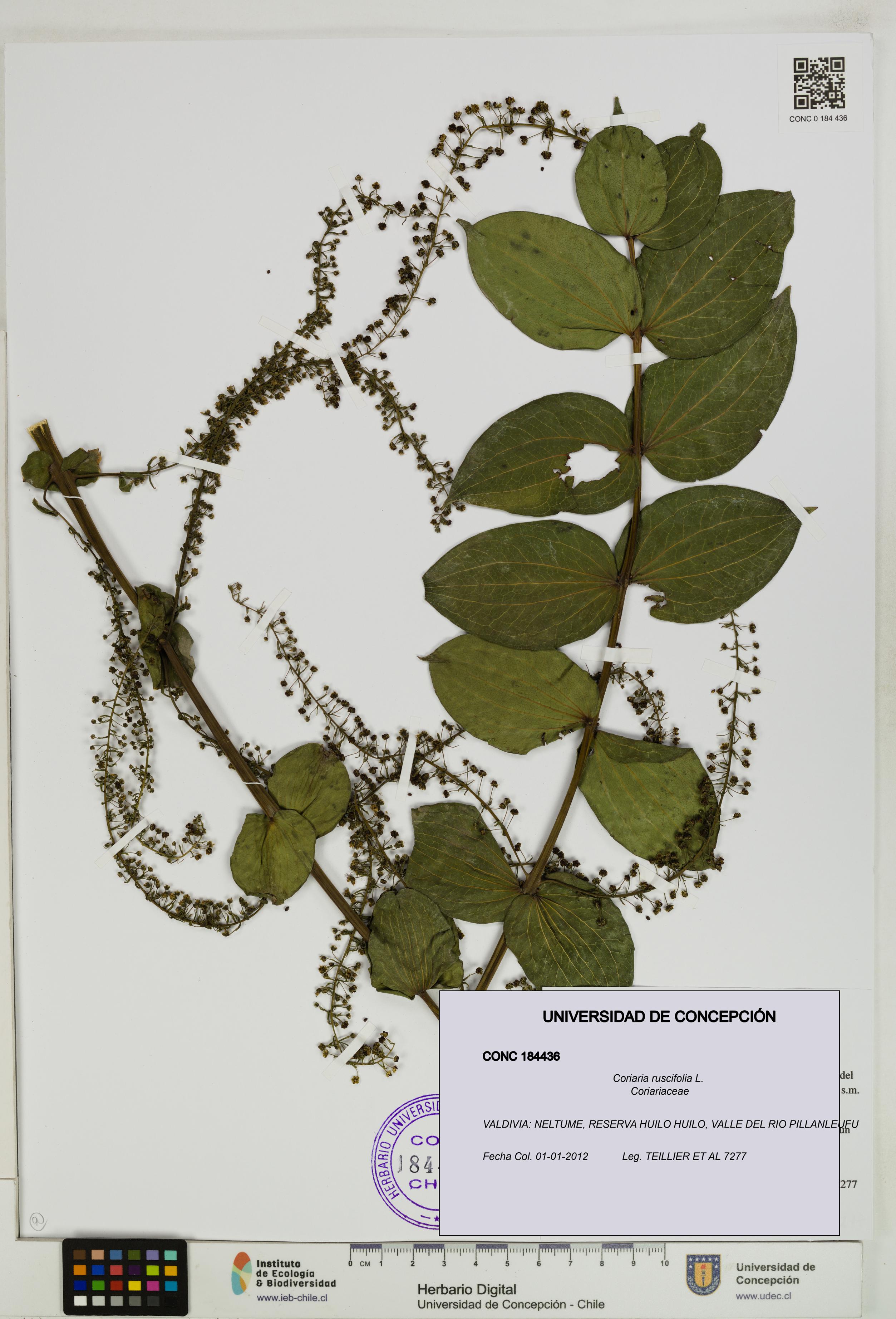 Coriaria ruscifolia [Espécimen: ]