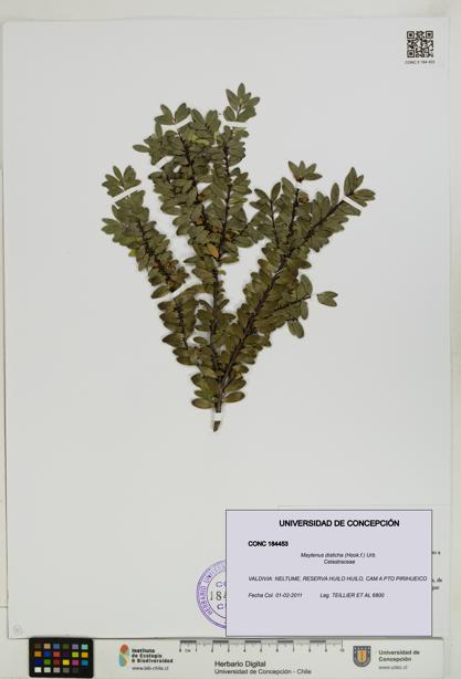 Maytenus disticha [Espécimen: UDEC:CONC:0184453]