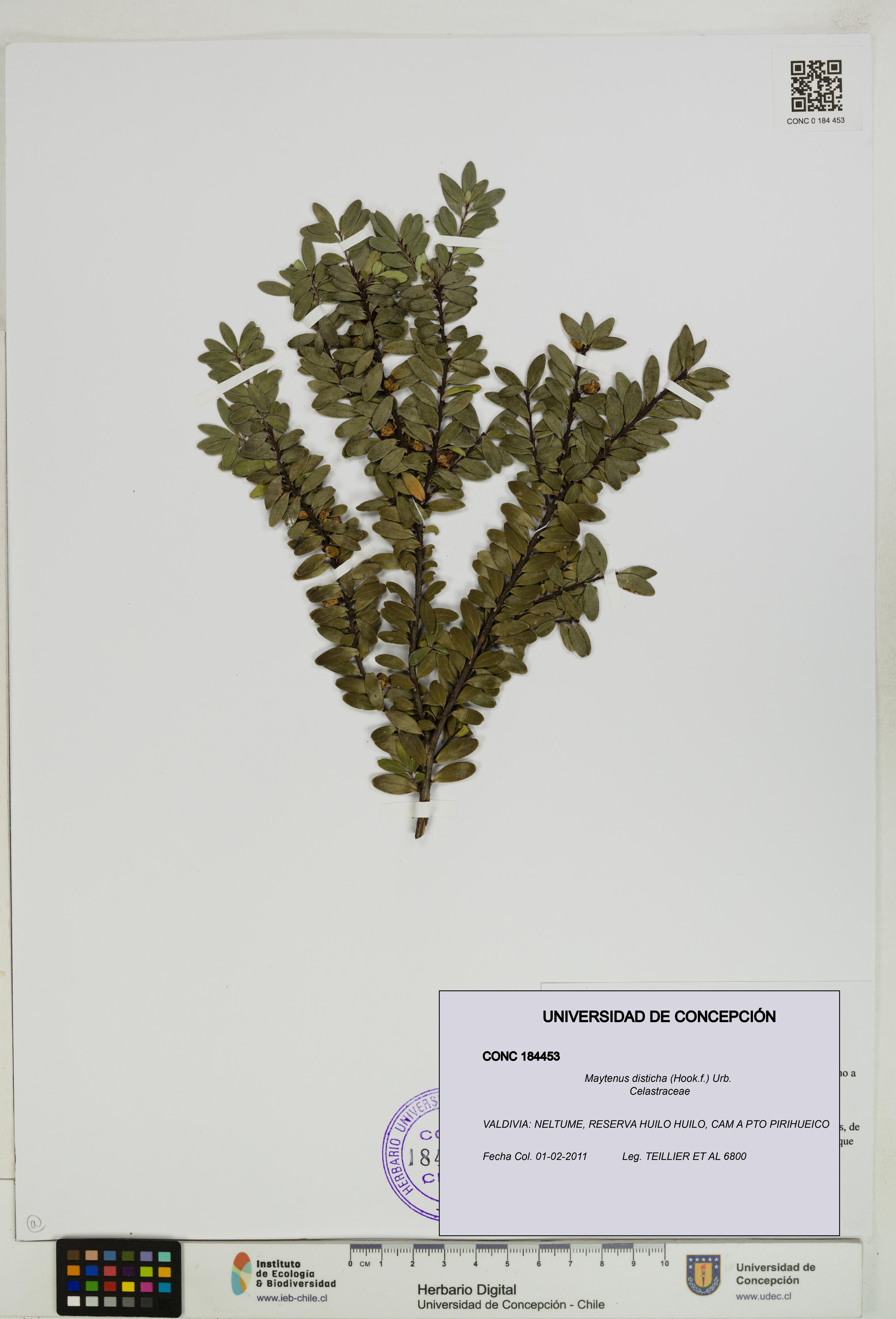 Maytenus disticha [Espécimen: UDEC:CONC:0184453]