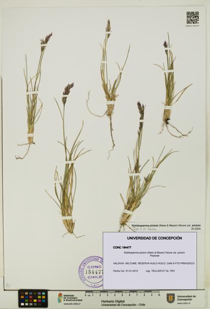 Rytidosperma pictum var. pictum [Espécimen: UDEC:CONC:0184477]