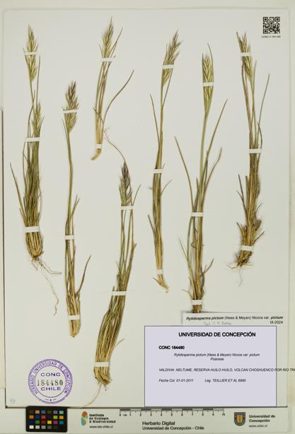 Rytidosperma pictum var. pictum [Espécimen: UDEC:CONC:0184480]