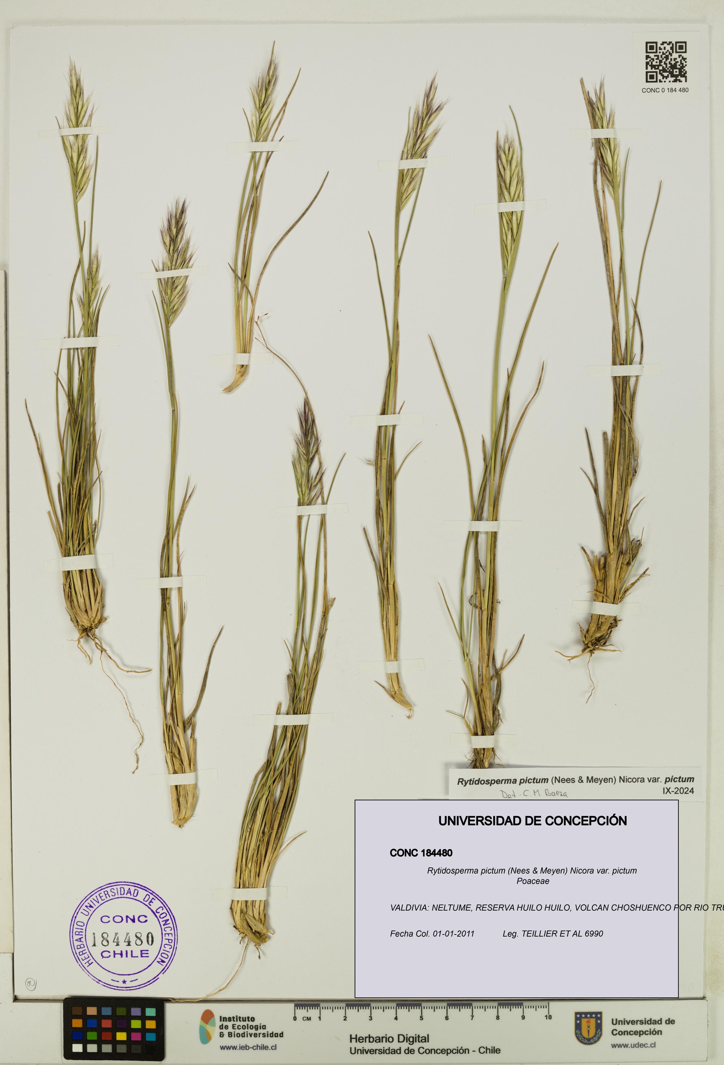 Rytidosperma pictum var. pictum [Espécimen: UDEC:CONC:0184480]