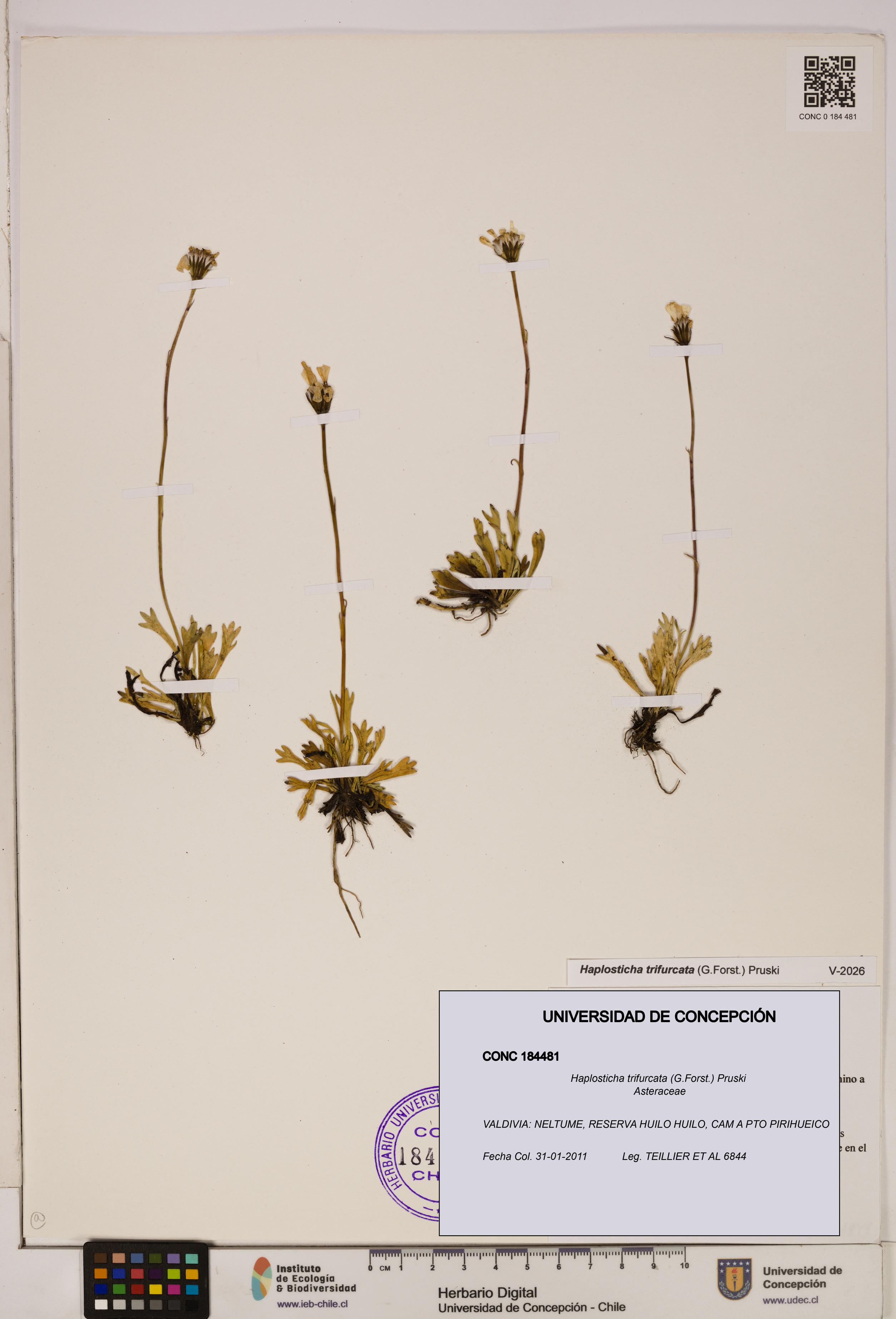 Haplosticha trifurcata [Espécimen: UDEC:CONC:0184481]