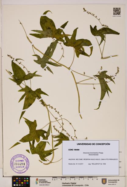 Dioscorea brachybotrya [Espécimen: ]