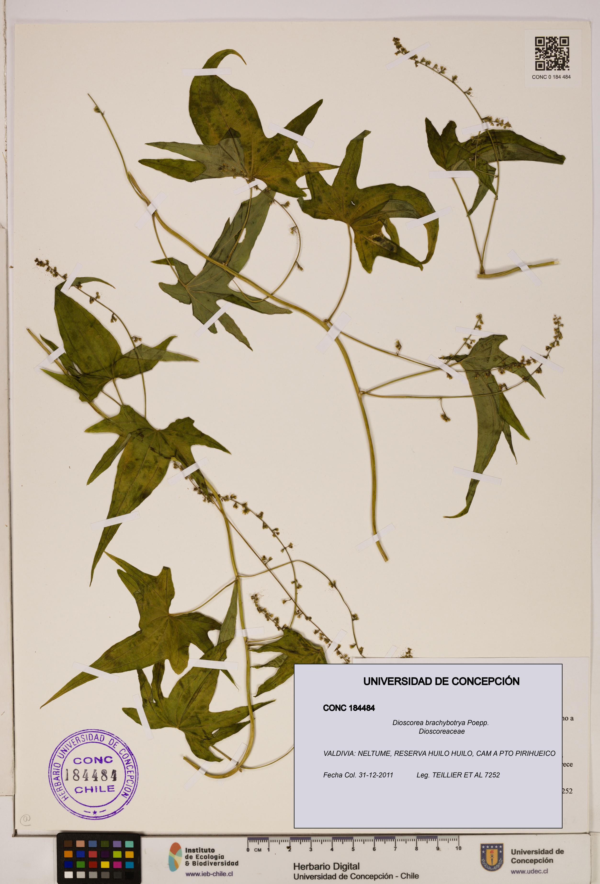 Dioscorea brachybotrya [Espécimen: ]