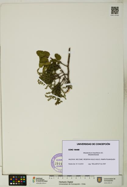 Misodendrum linearifolium [Espécimen: UDEC:CONC:0184485]