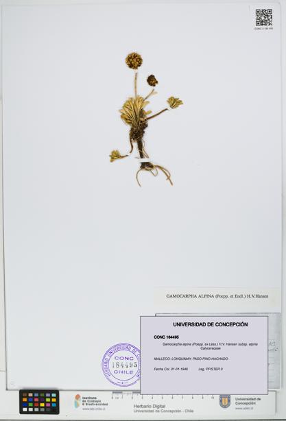Gamocarpha alpina subsp. alpina [Espécimen: UDEC:CONC:0184495]
