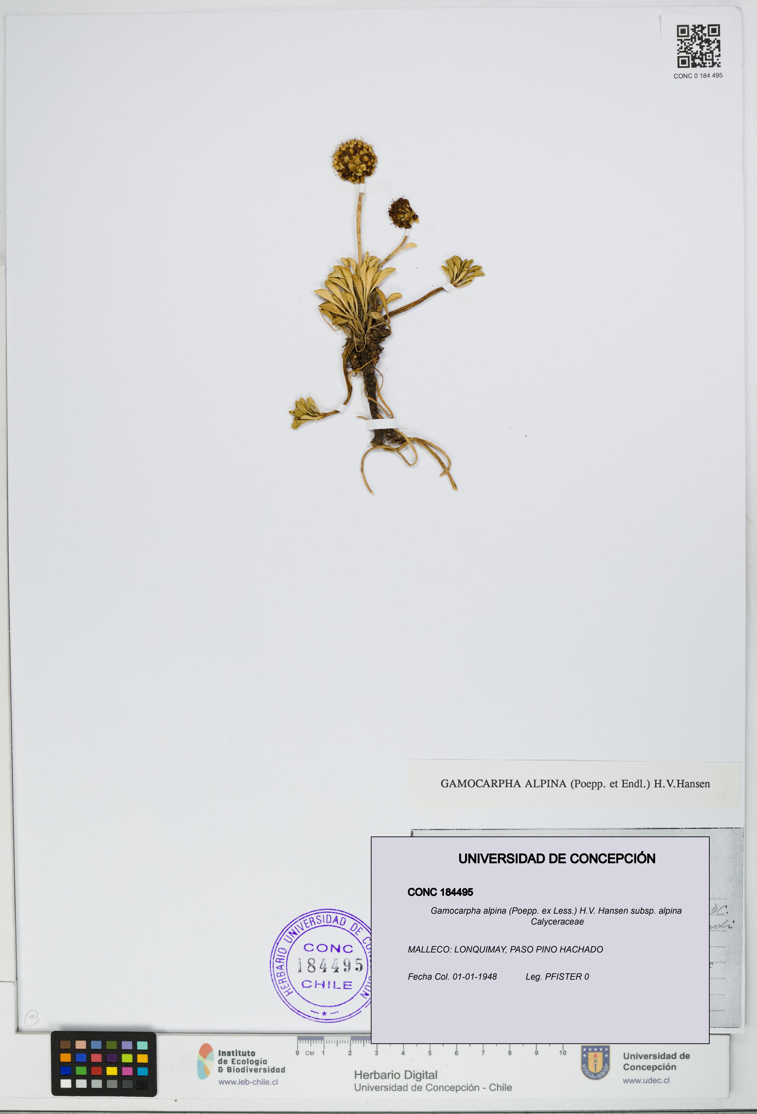 Gamocarpha alpina subsp. alpina [Espécimen: UDEC:CONC:0184495]