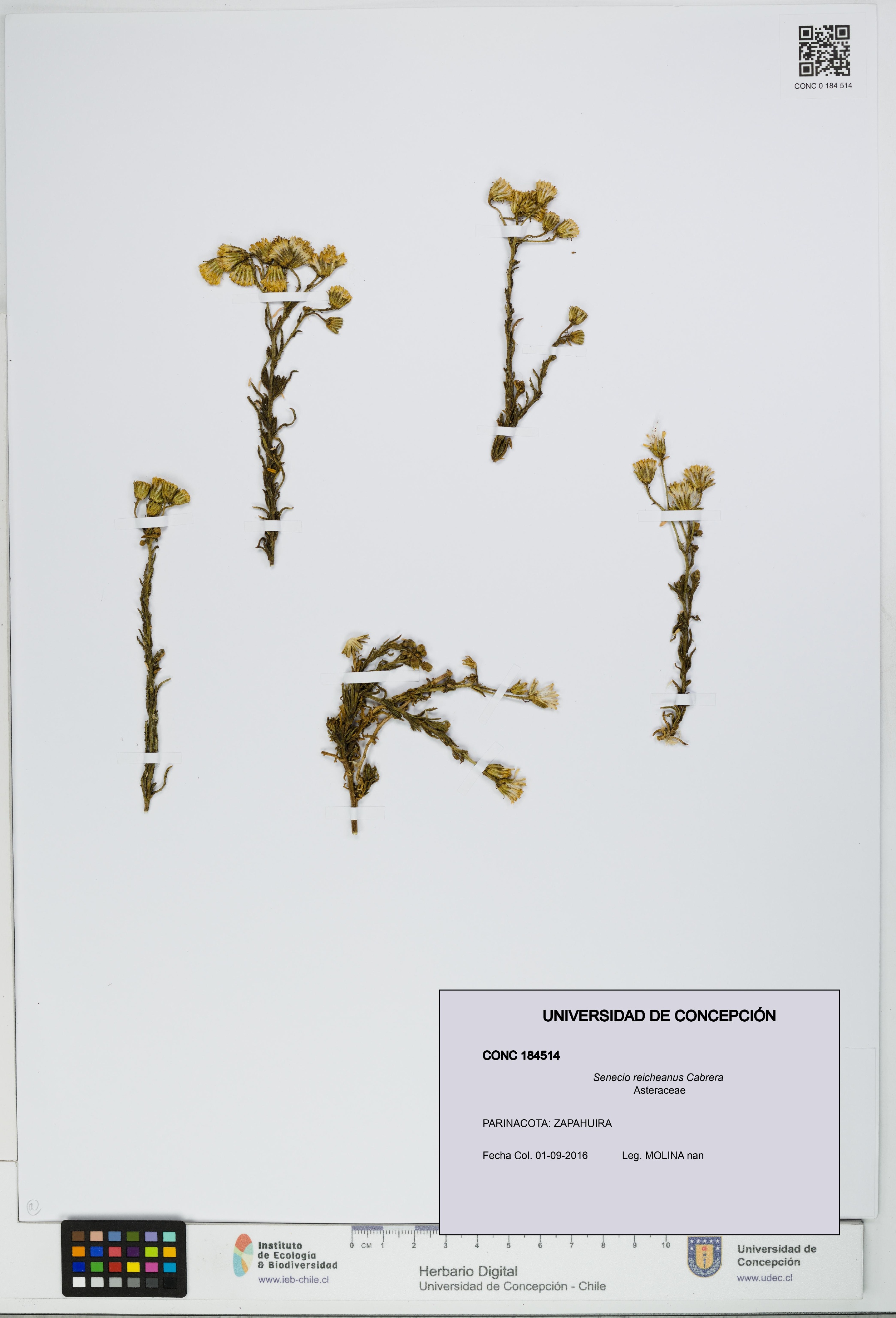 Senecio reicheanus [Espécimen: UDEC:CONC:0184514]