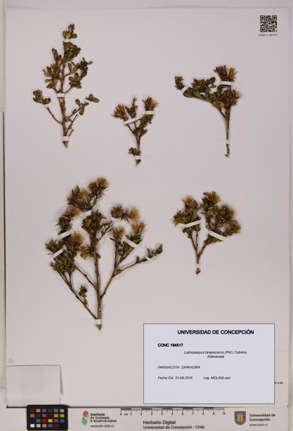 Lophopappus tarapacanus [Espécimen: UDEC:CONC:0184517]