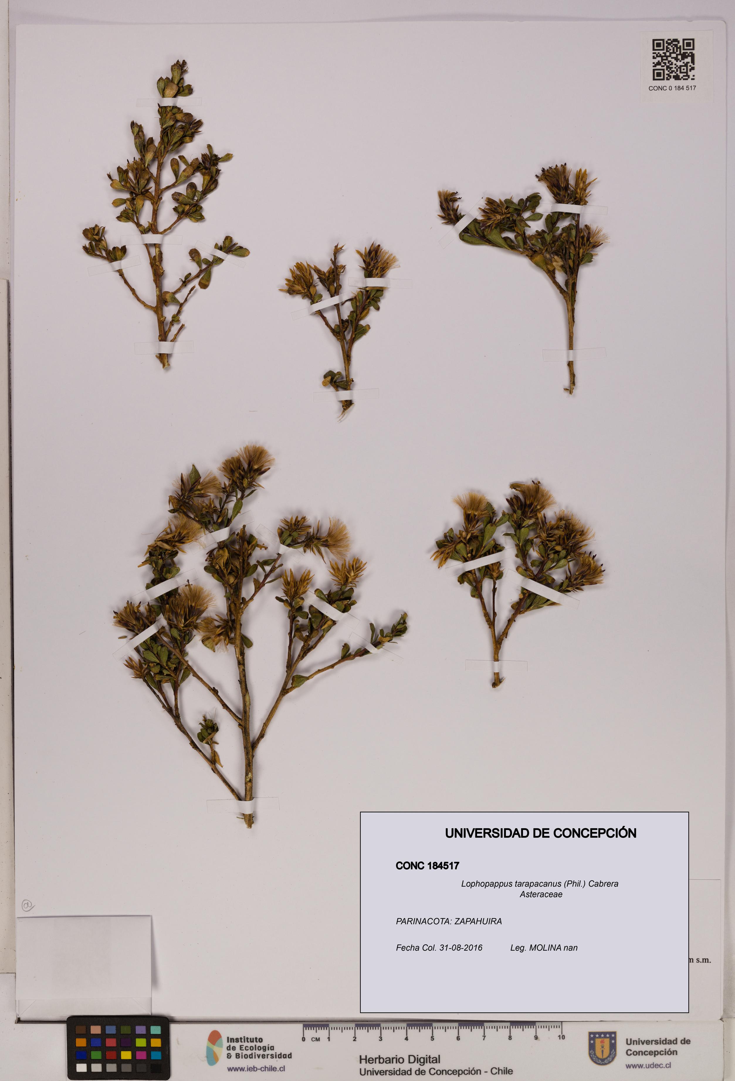 Lophopappus tarapacanus [Espécimen: UDEC:CONC:0184517]