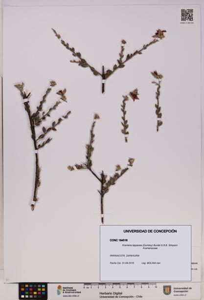 Krameria lappacea [Espécimen: UDEC:CONC:0184518]