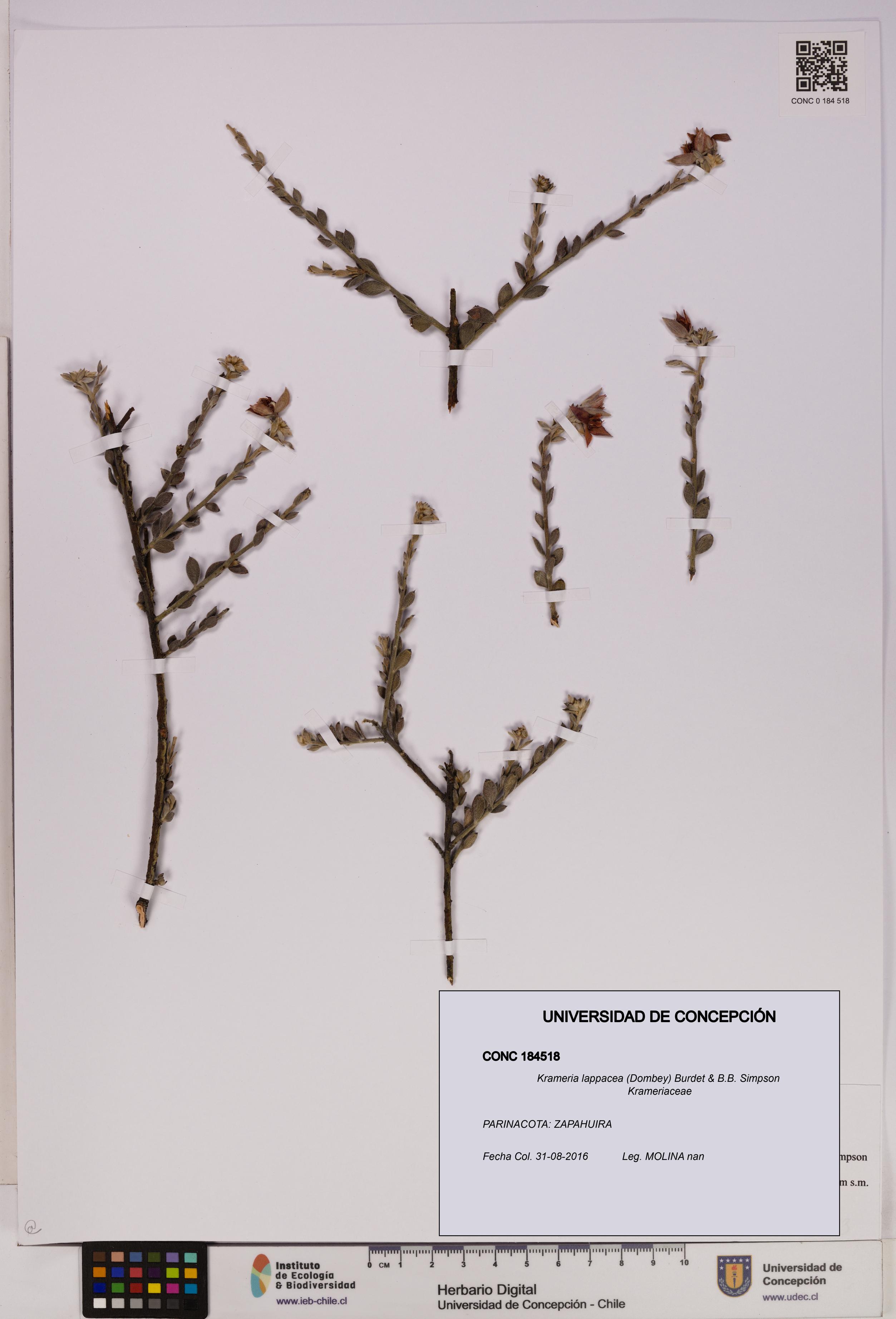 Krameria lappacea [Espécimen: UDEC:CONC:0184518]