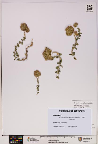 Silvaea salsoloides [Espécimen: UDEC:CONC:0184519]