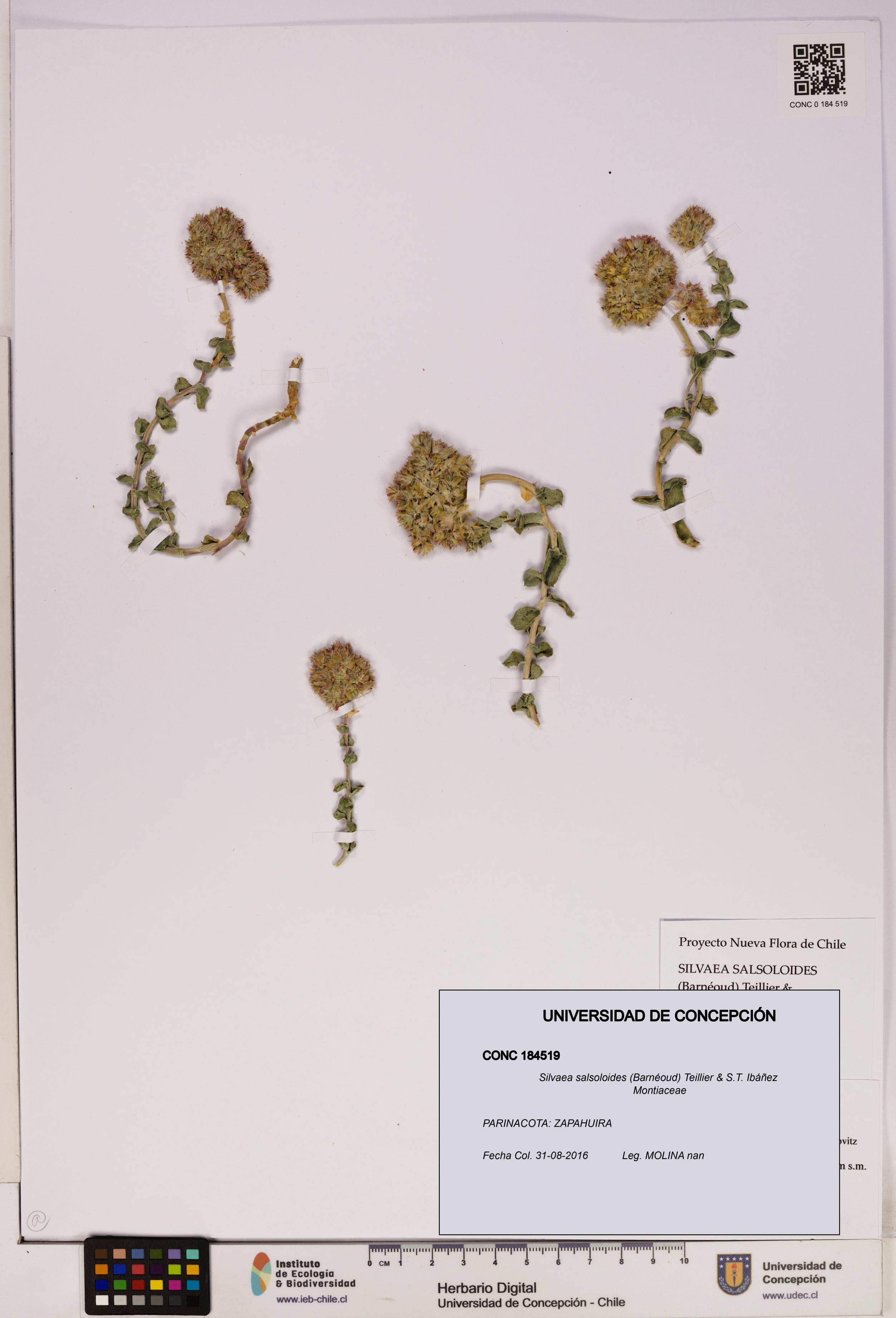 Silvaea salsoloides [Espécimen: UDEC:CONC:0184519]