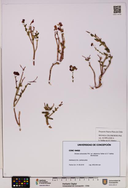Silvaea celosioides var. altiplanica [Espécimen: UDEC:CONC:0184522]
