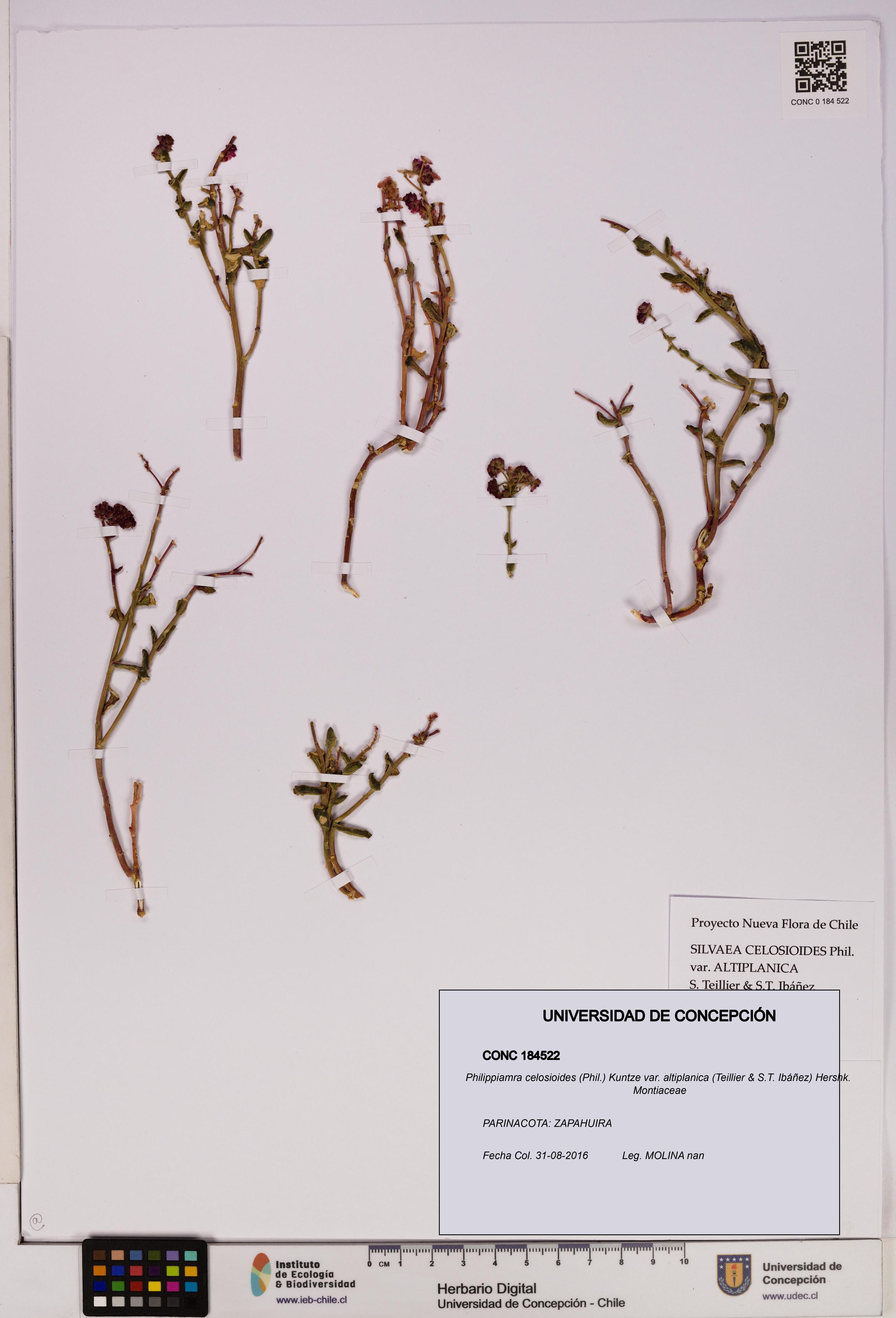 Philippiamra celosioides [Espécimen: ]
