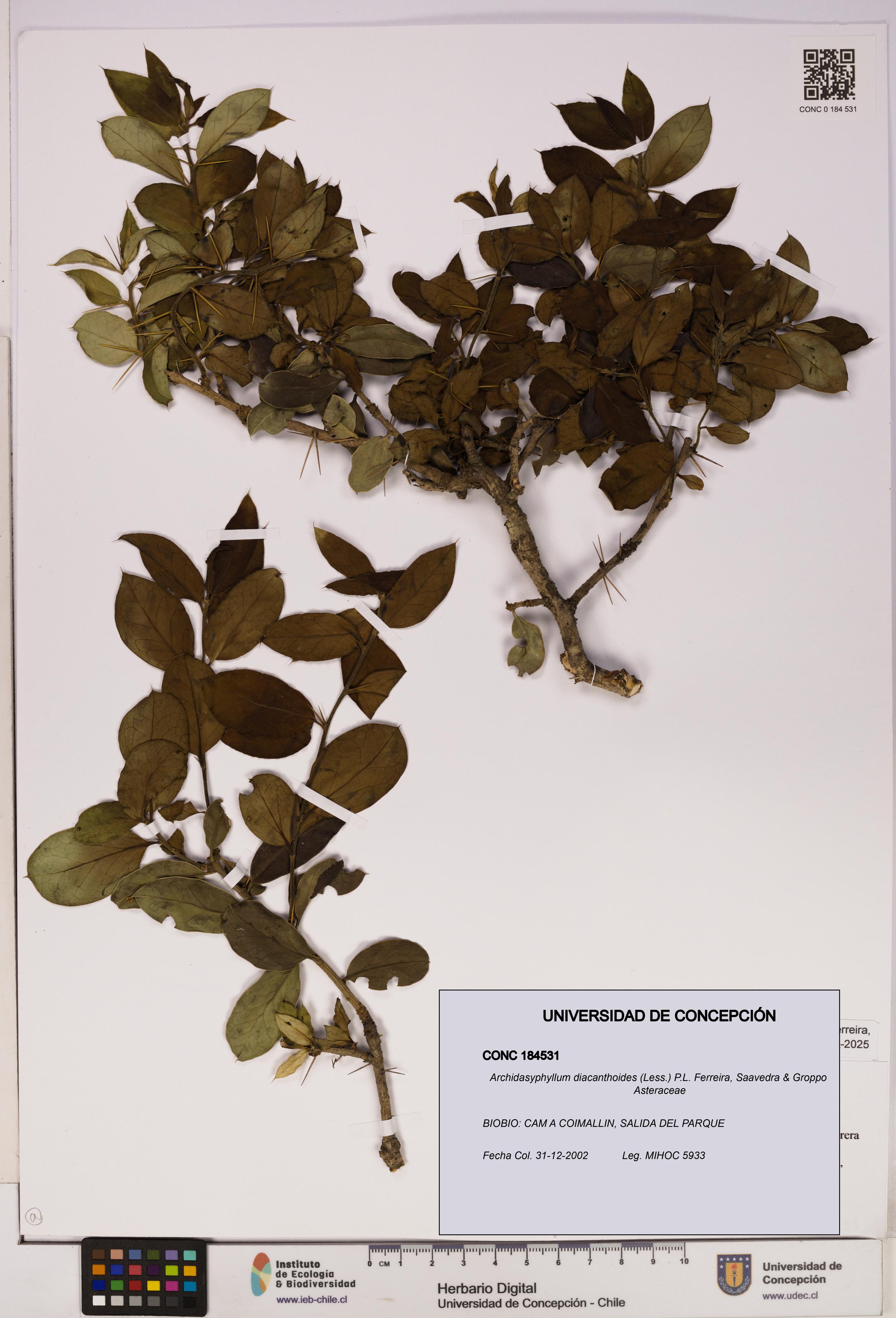 Archidasyphyllum diacanthoides [Espécimen: UDEC:CONC:0184531]