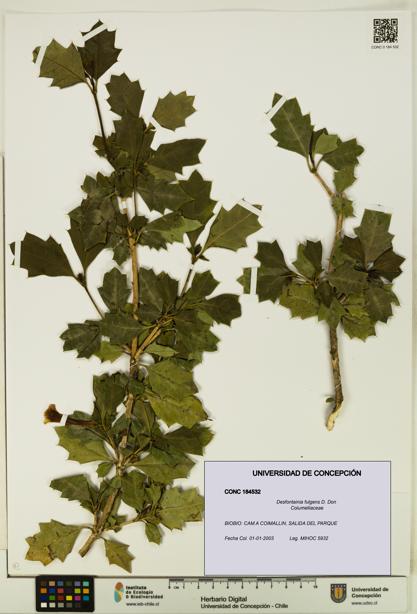 Desfontainia fulgens [Espécimen: UDEC:CONC:0184532]