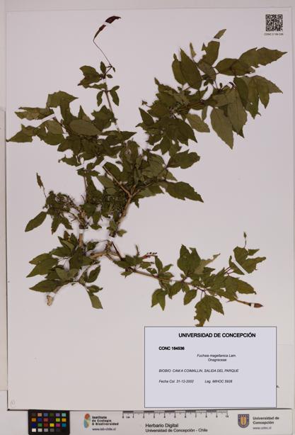 Fuchsia magellanica [Espécimen: UDEC:CONC:0184536]