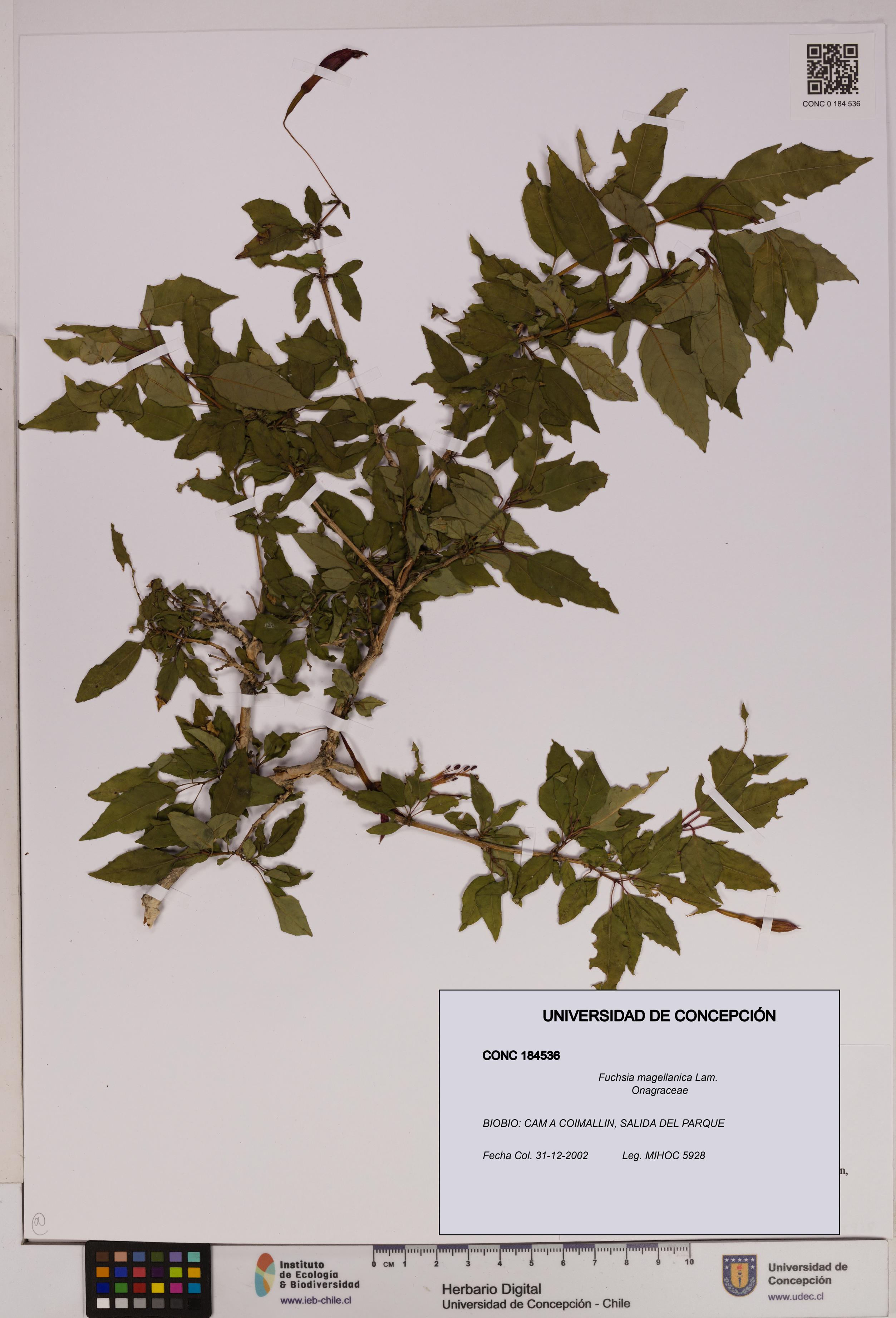Fuchsia magellanica [Espécimen: UDEC:CONC:0184536]