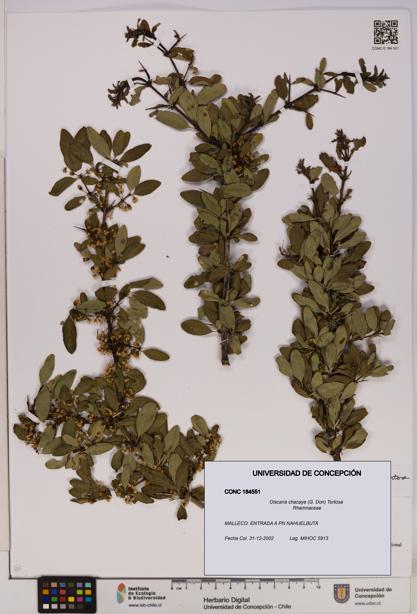 Discaria chacaye [Espécimen: UDEC:CONC:0184551]