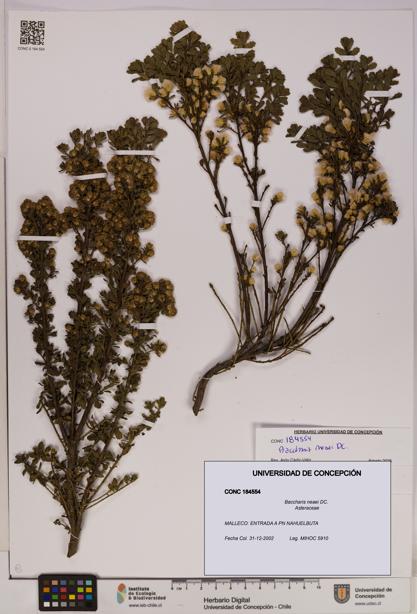 Baccharis neaei [Espécimen: UDEC:CONC:0184554]