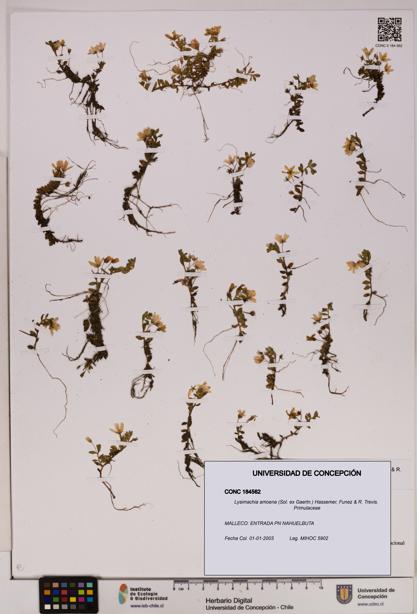 Lysimachia amoena [Espécimen: UDEC:CONC:0184562]