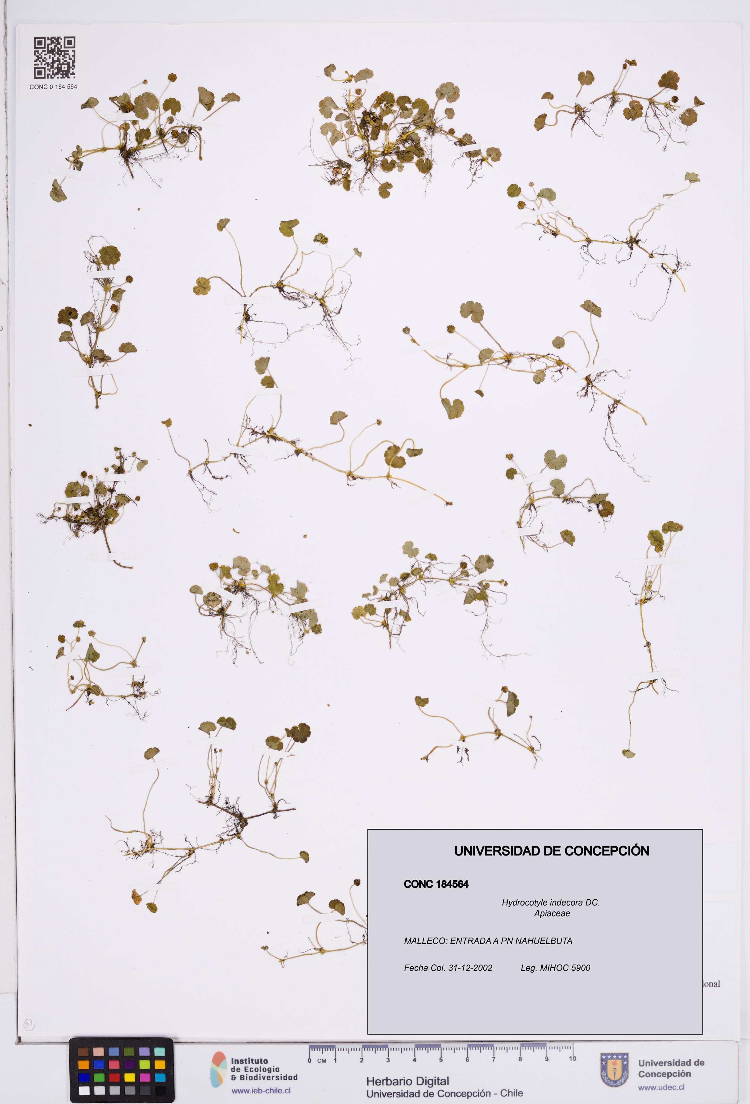 Hydrocotyle indecora [Espécimen: ]