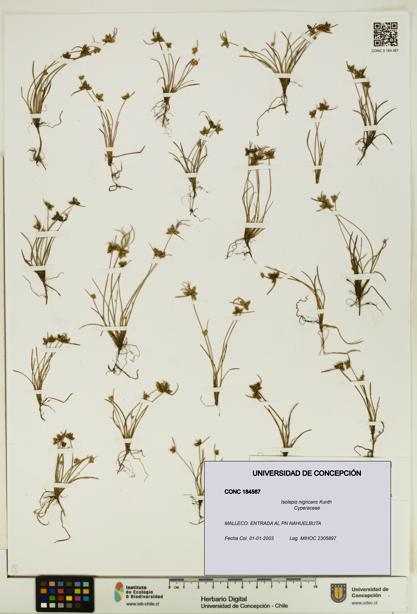 Isolepis nigricans [Espécimen: UDEC:CONC:0184567]