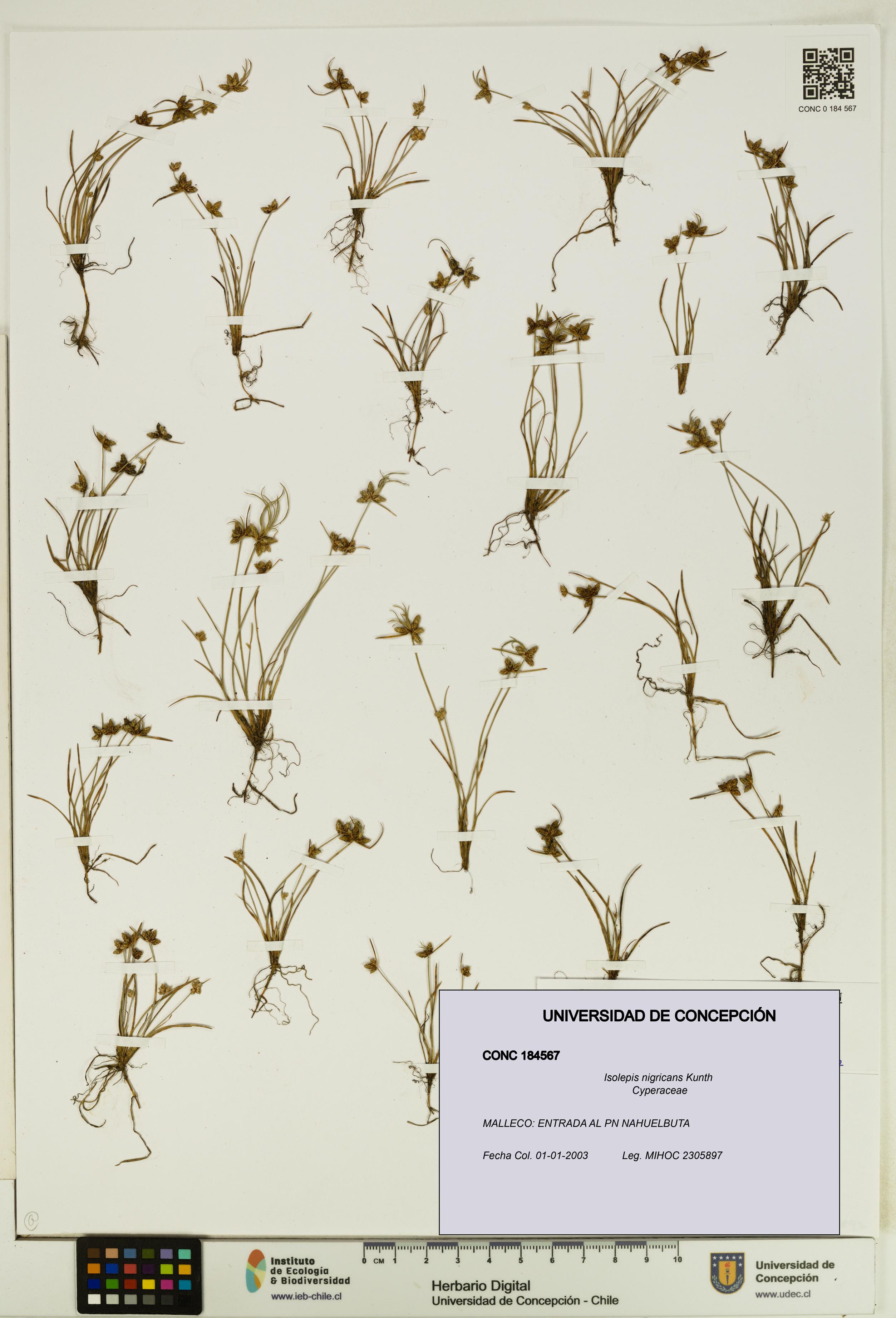 Isolepis nigricans [Espécimen: UDEC:CONC:0184567]