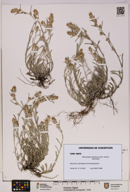 Gamochaeta chamissonis [Espécimen: UDEC:CONC:0184575]