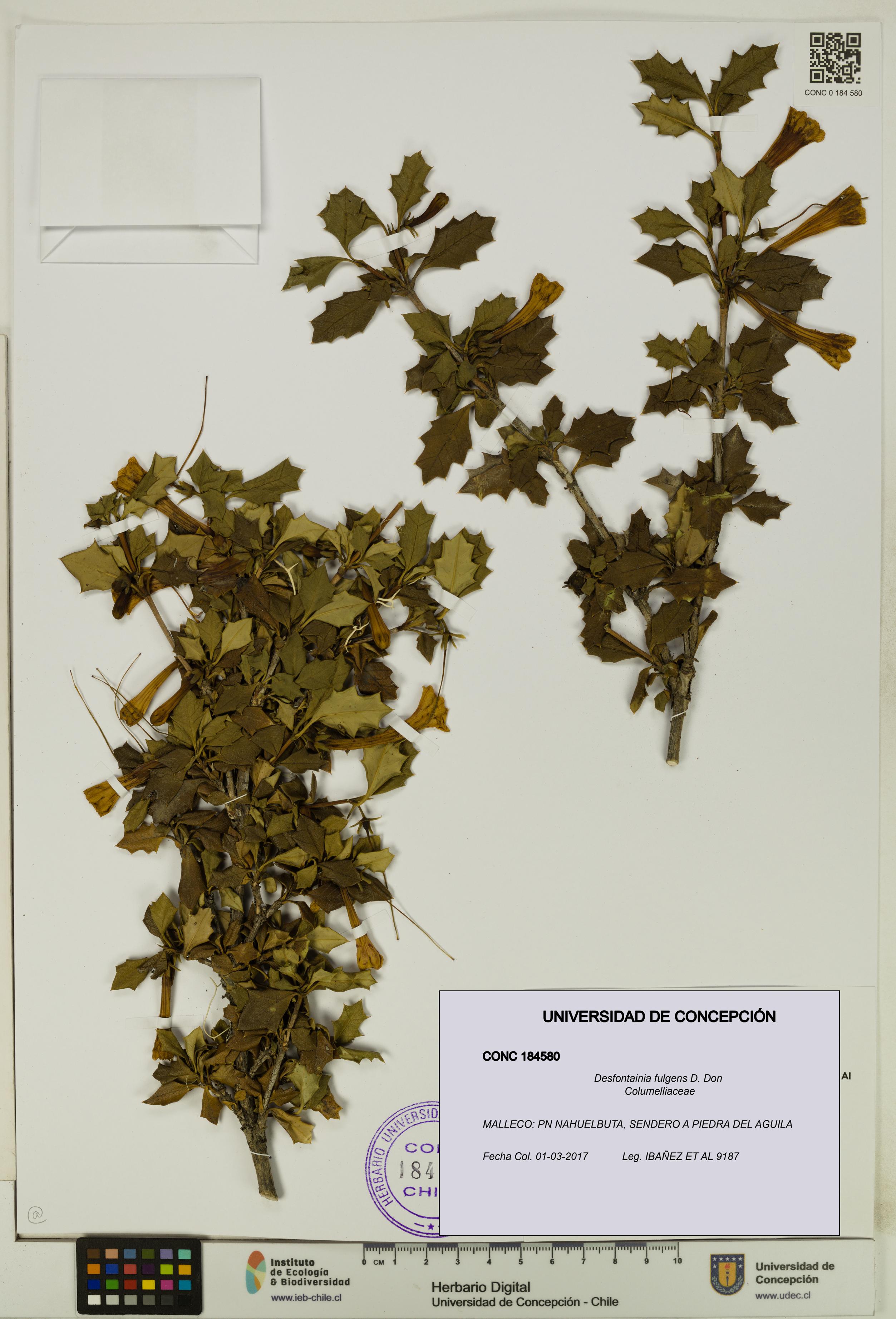 Desfontainia fulgens [Espécimen: UDEC:CONC:0184580]