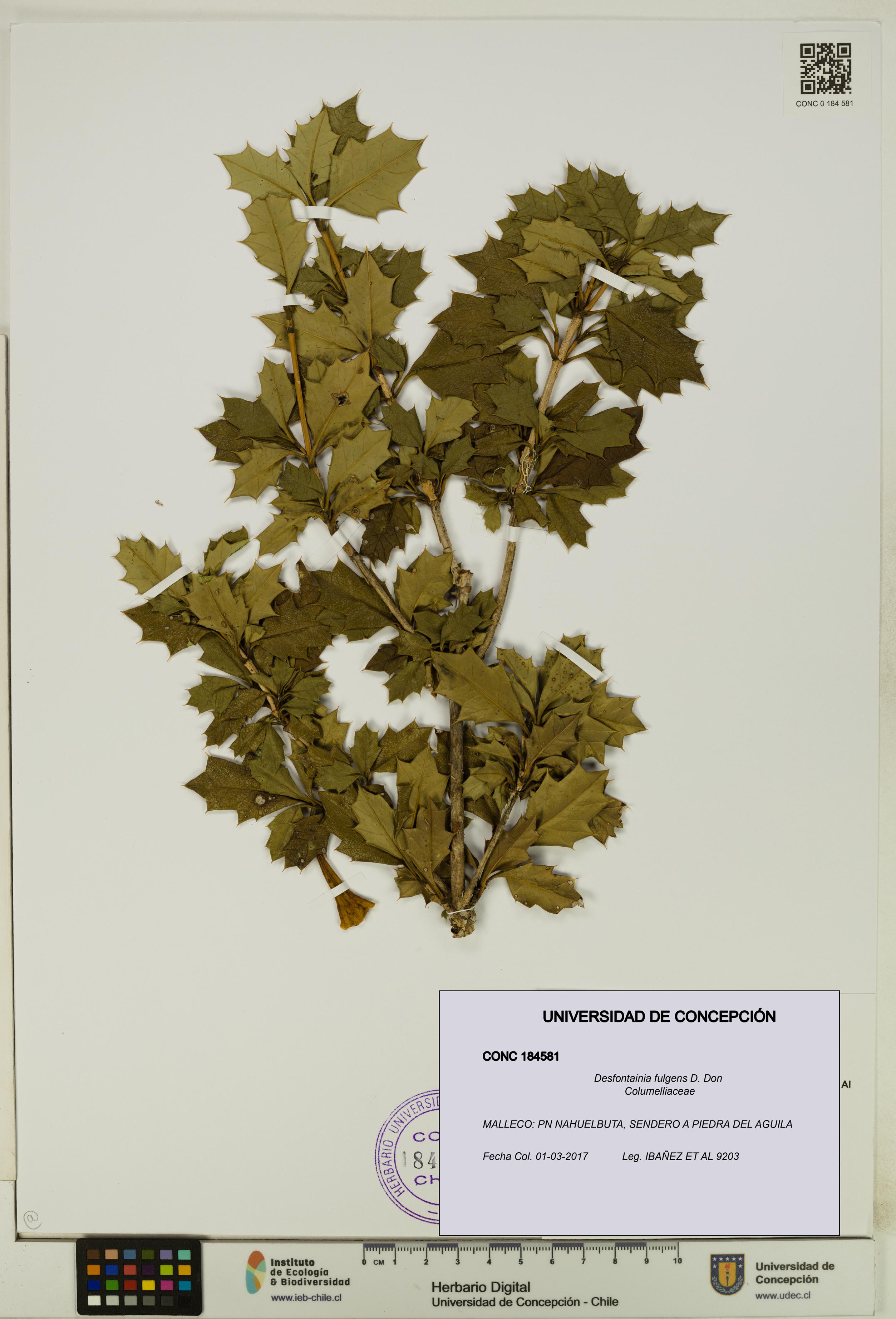 Desfontainia fulgens [Espécimen: UDEC:CONC:0184581]