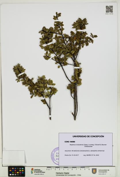 Maytenus chubutensis [Espécimen: UDEC:CONC:0184583]