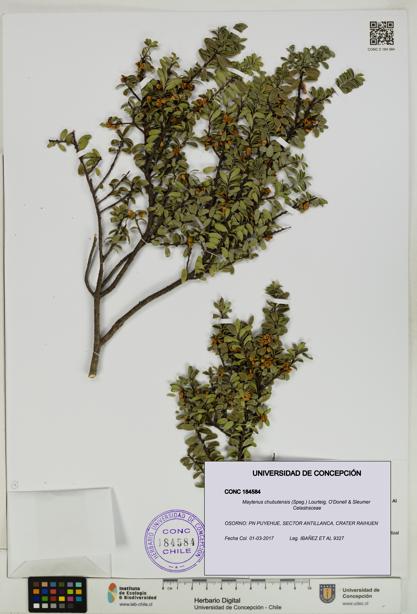 Maytenus chubutensis [Espécimen: UDEC:CONC:0184584]