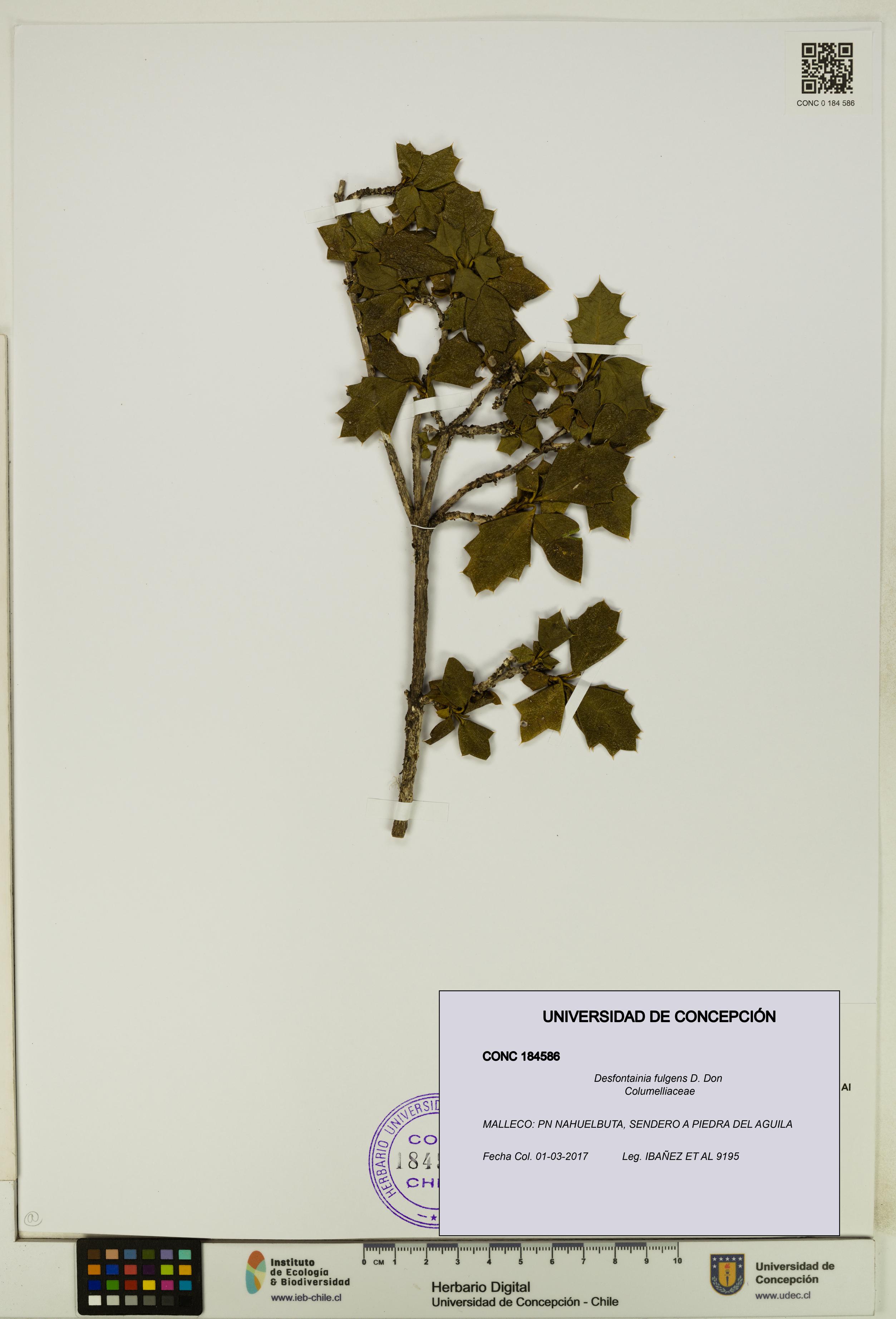 Desfontainia fulgens [Espécimen: UDEC:CONC:0184586]